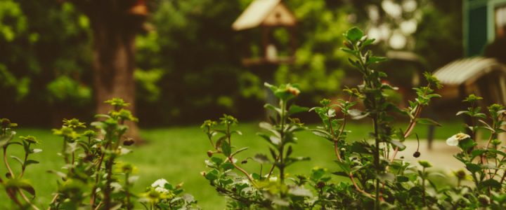 Premeňte vašu záhradu na oázu relaxu: Takto sa vám to podarí!